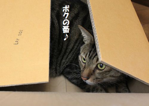 段ボール猫２.jpg