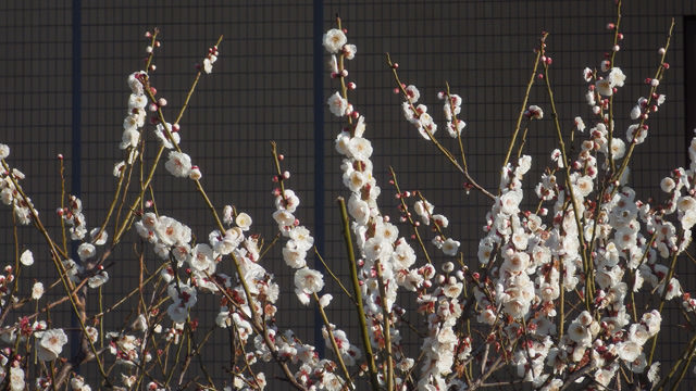 20160226梅2.jpg