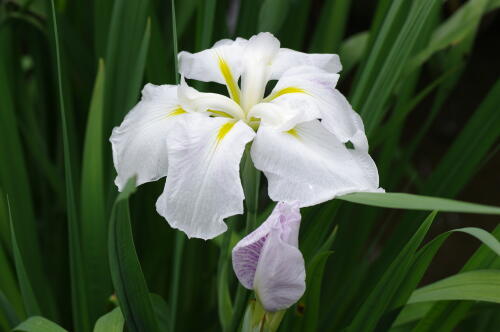 浜離宮恩賜庭園の花菖蒲