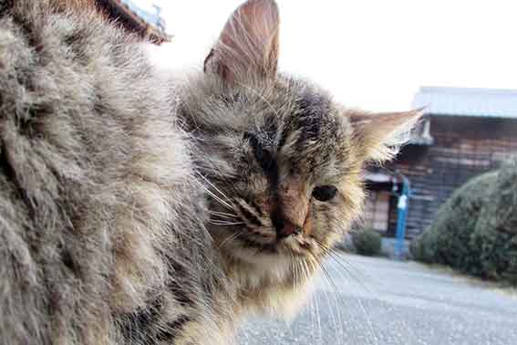 我が家のニャンコ♪2016/1/9-05