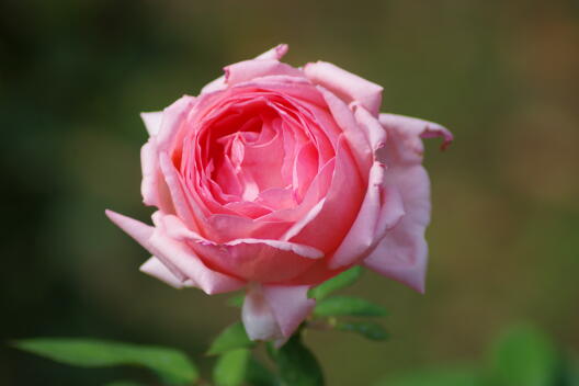 日比谷公園の秋薔薇