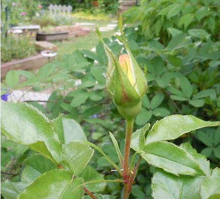 2012年5月21日 　ユリイカ.jpg