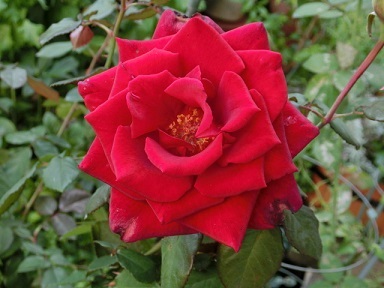 CIMG0336.JPG