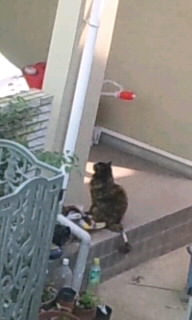 黒猫３.jpg