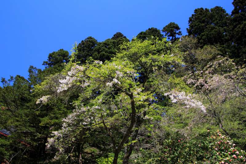 金剛山_005.jpg