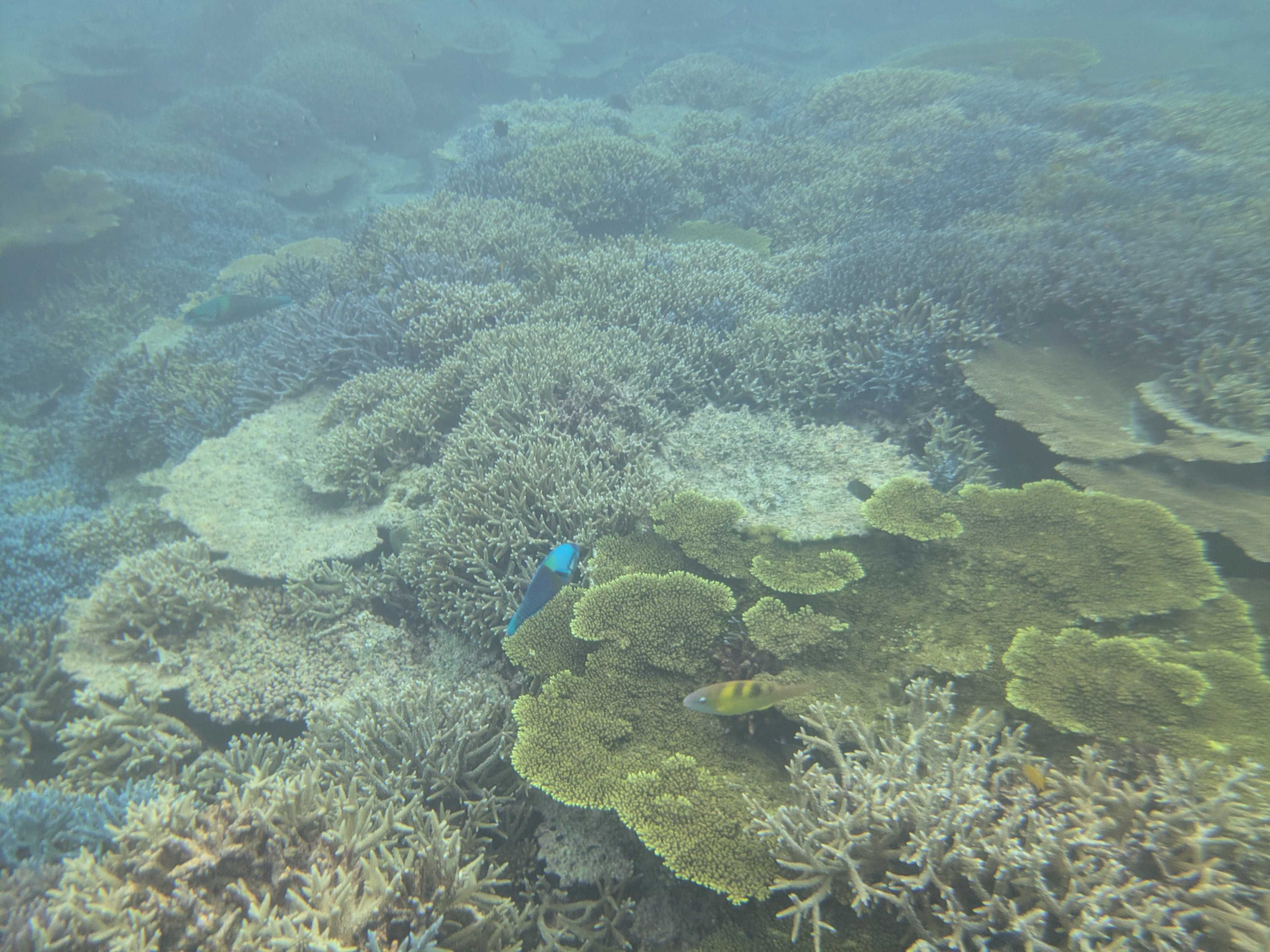 西表島　海猫　アクティビティツアー　シュノーケリング