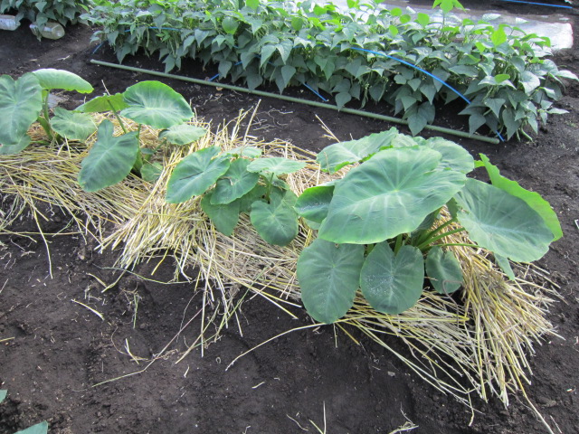 20120617里芋2.jpg