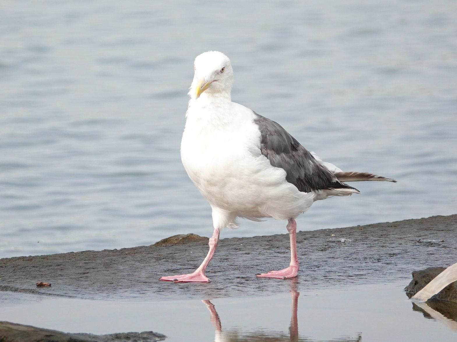 葛西臨海公園 その オオセグロカモメ アウトドア親爺の徒然日記 楽天ブログ