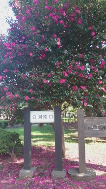 公園の椿