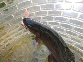20130715_hokkouji_05.jpg