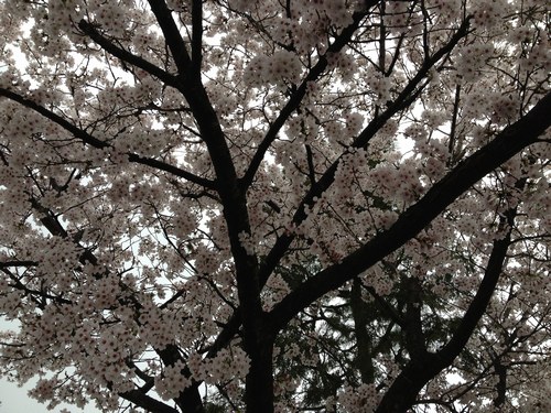 1桜4月3日500１.jpg