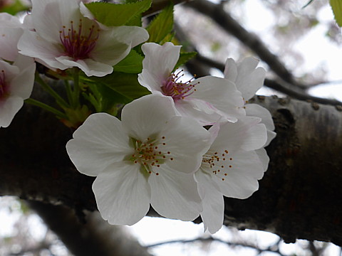 P1260719.jpg