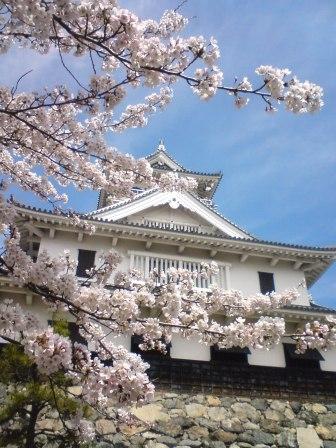 長浜城跡の桜.jpg