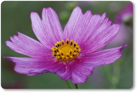 犀川コスモスロード-13 13.9.28