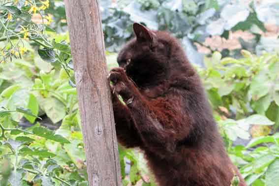 我が家のニャンコ♪2016/5/30-3