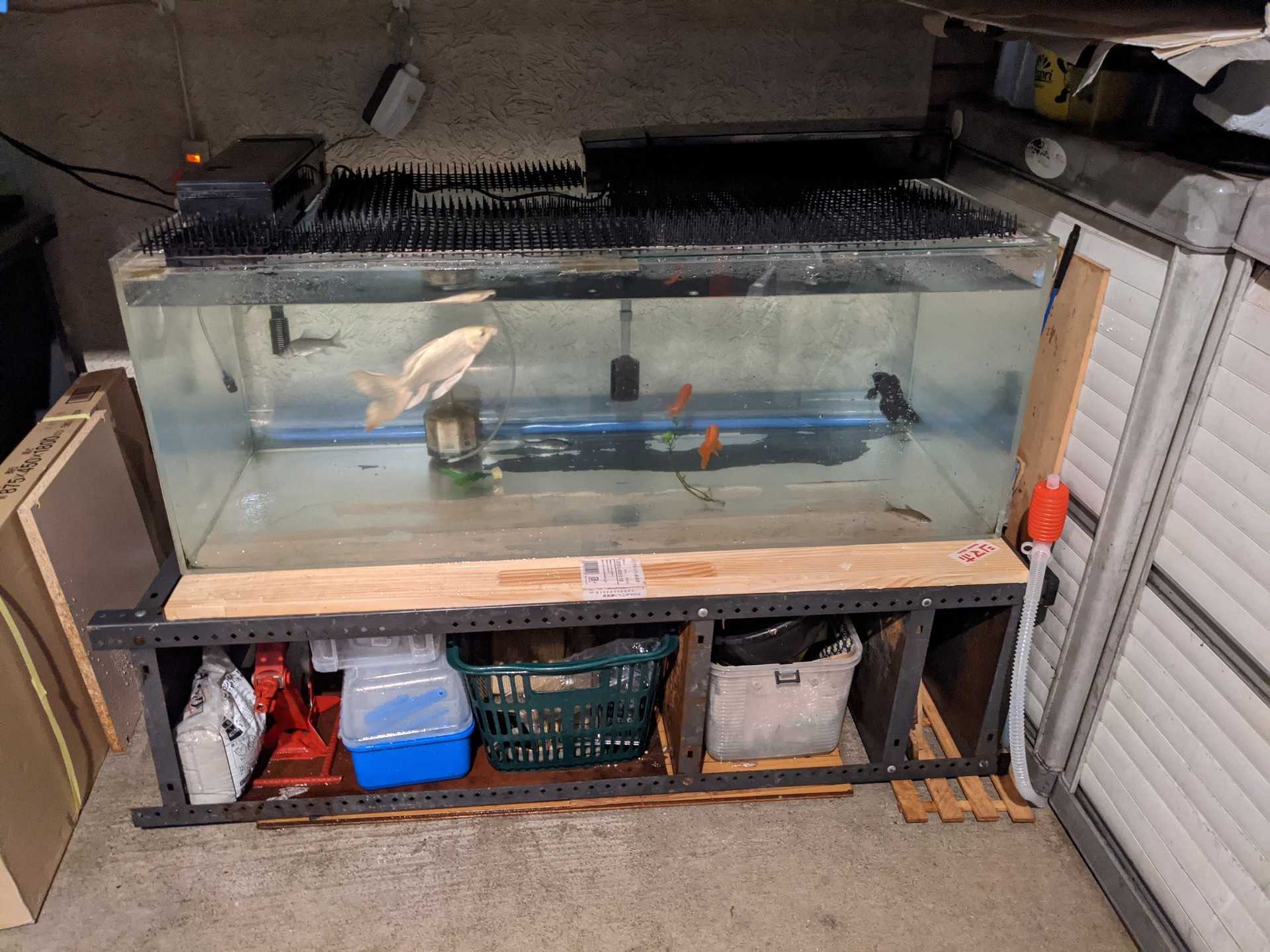 熱帯魚外飼い成功とお引越し Ryuchinチャンネルnews 楽天ブログ