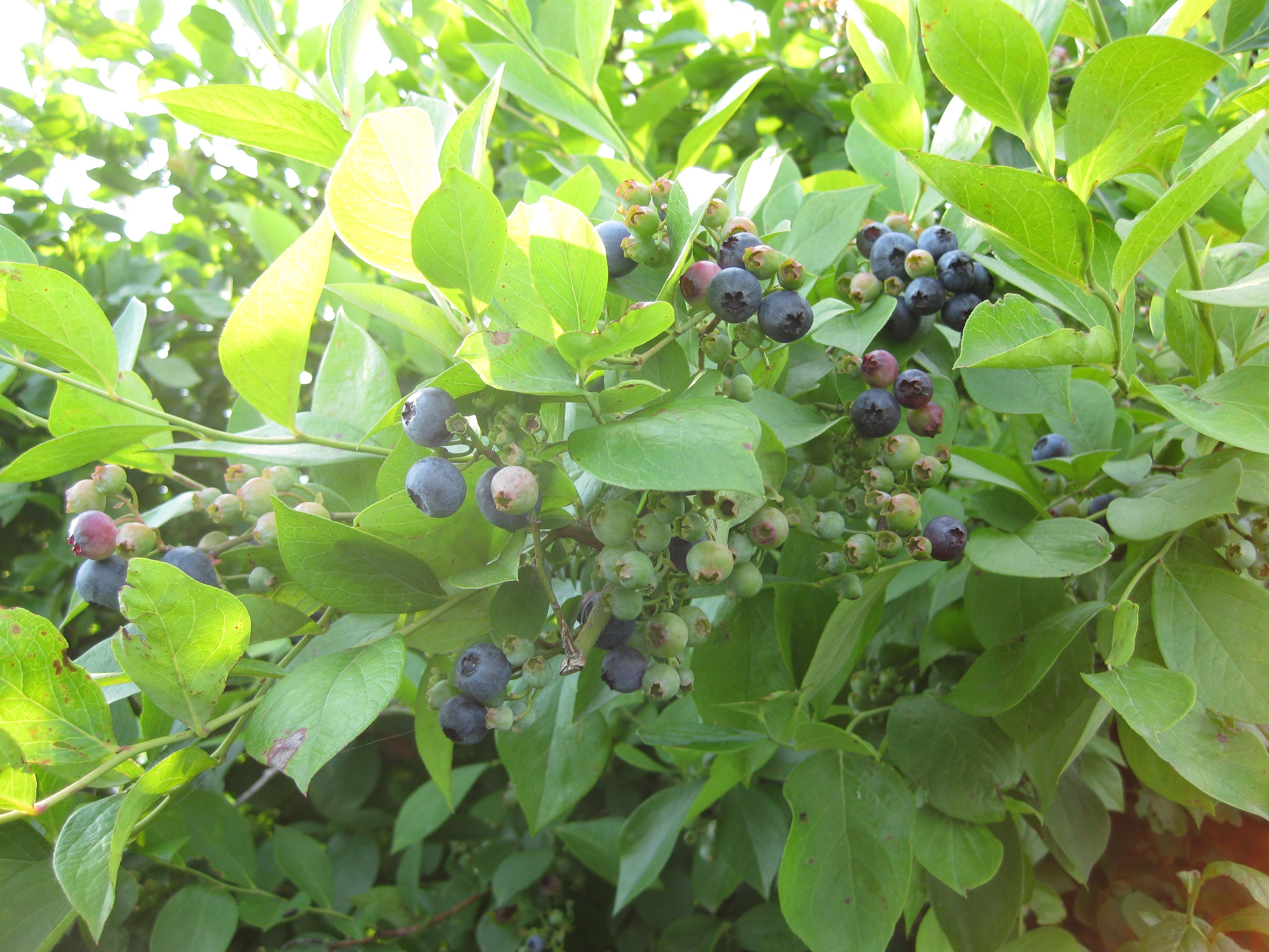 我が家のブルーベリーの主役 ホームベル の収穫開始 青パパイヤと家庭菜園日記 楽天ブログ