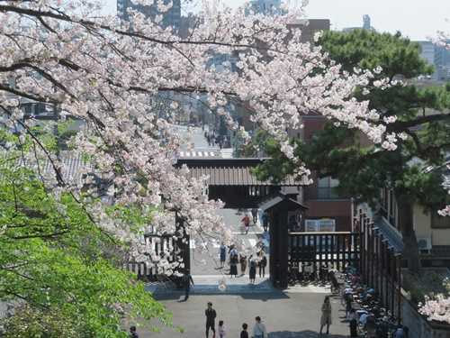 池上本門寺と養源寺の春祭り リッキー&ノエルの部屋 楽天ブログ