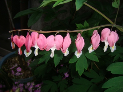 DSC03145.jpg