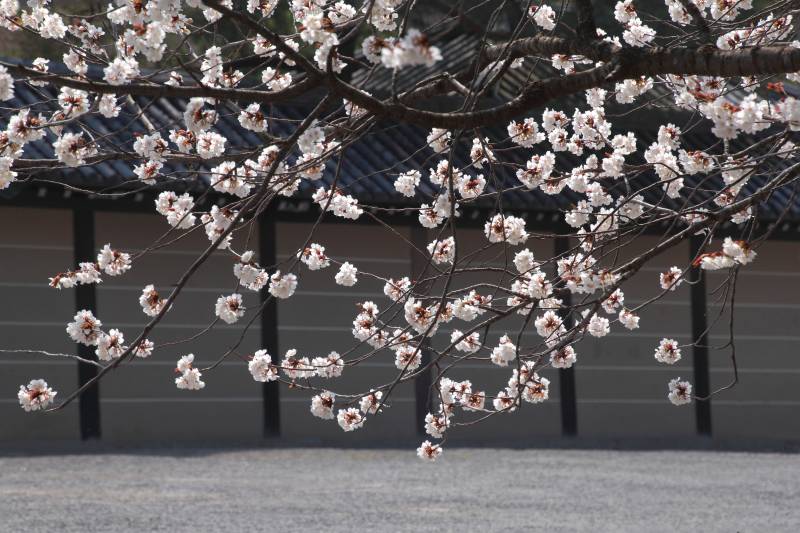 京都御所_006.jpg