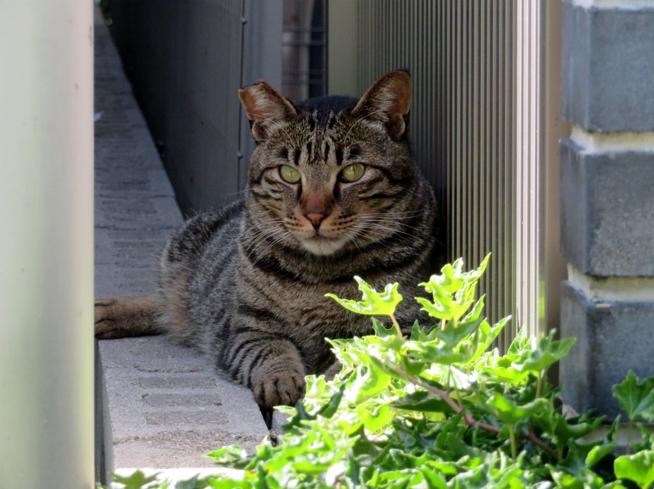 本日の猫たちの様子は の巻 その46 人さまのネコ 楽天ブログ