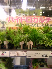 水耕栽培植物