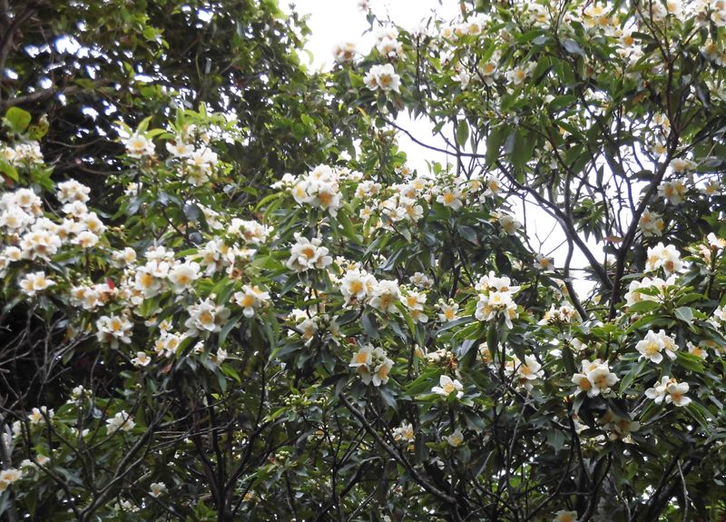 バンブーハウス 沖縄 イジュ 熱帯花木 沖縄県の梅雨の代表的花 沖縄ヤンバルの里山 楽天ブログ