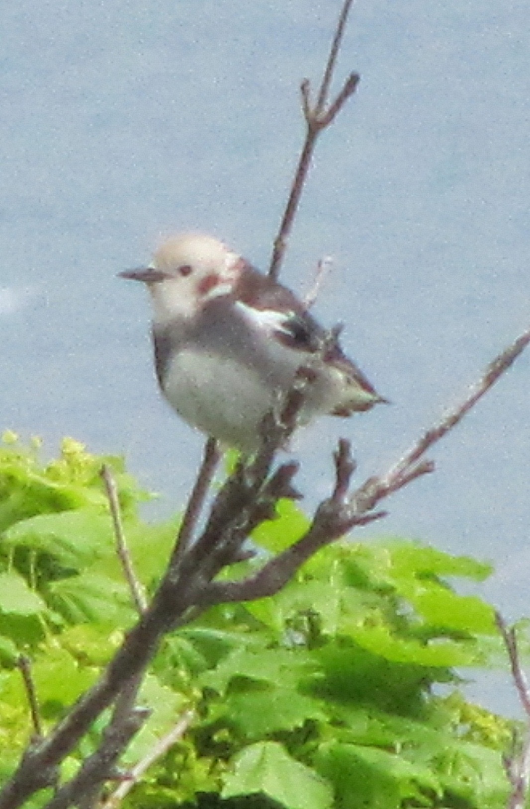 komukudori