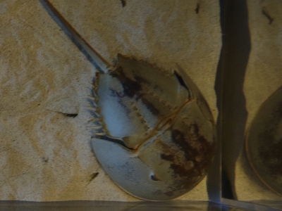 鳥羽水族館2014年11月下旬23　アメリカカブトガニ（Limulus polyphemus）