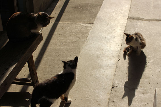 我が家のニャンコ♪2014/04/11-2