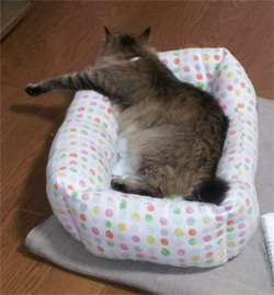 じょせ.jpg