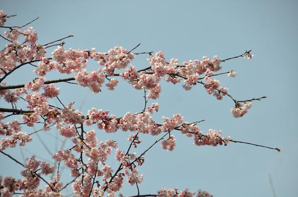 河津桜