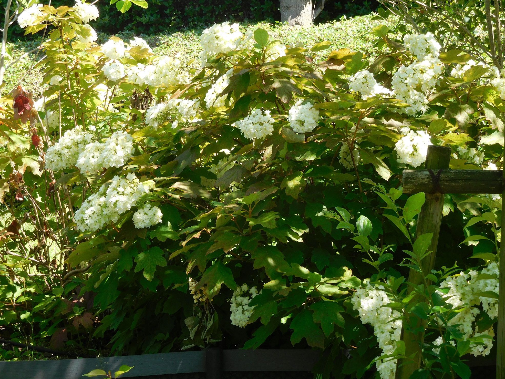元の初夏 白い 花木 美しい花の画像