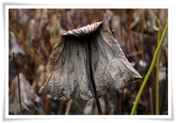 北部公園-18 蓮池-4 15.11.14