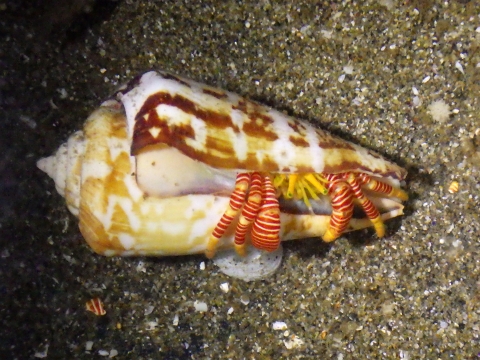 ユビナガワモンヤドカリ31　Ciliopagurus krempfi　深場のヤドカリ