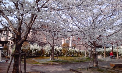 桜公園2012.jpg
