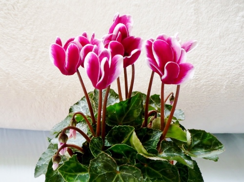 P1150641 (500x374) (500x374).jpg