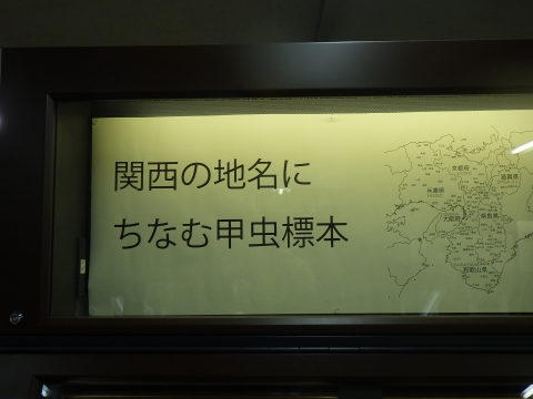 大阪市立自然史博物館2017年1月下旬23　関西の地名にちなむ甲虫標本