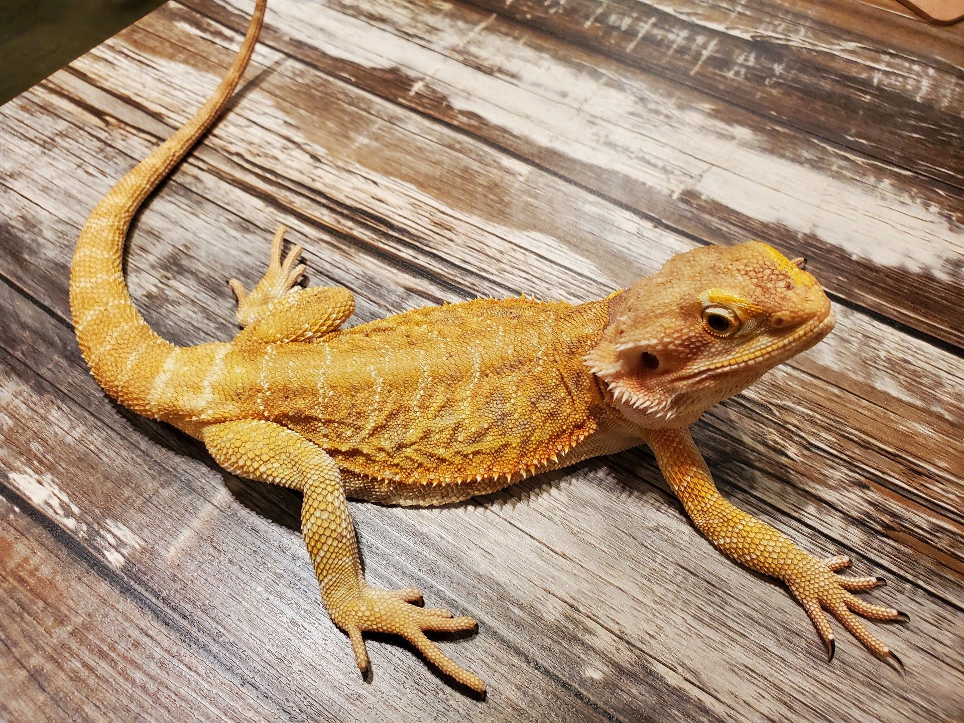 トカゲちゃん様 専用 Clinicacampinas Com Br