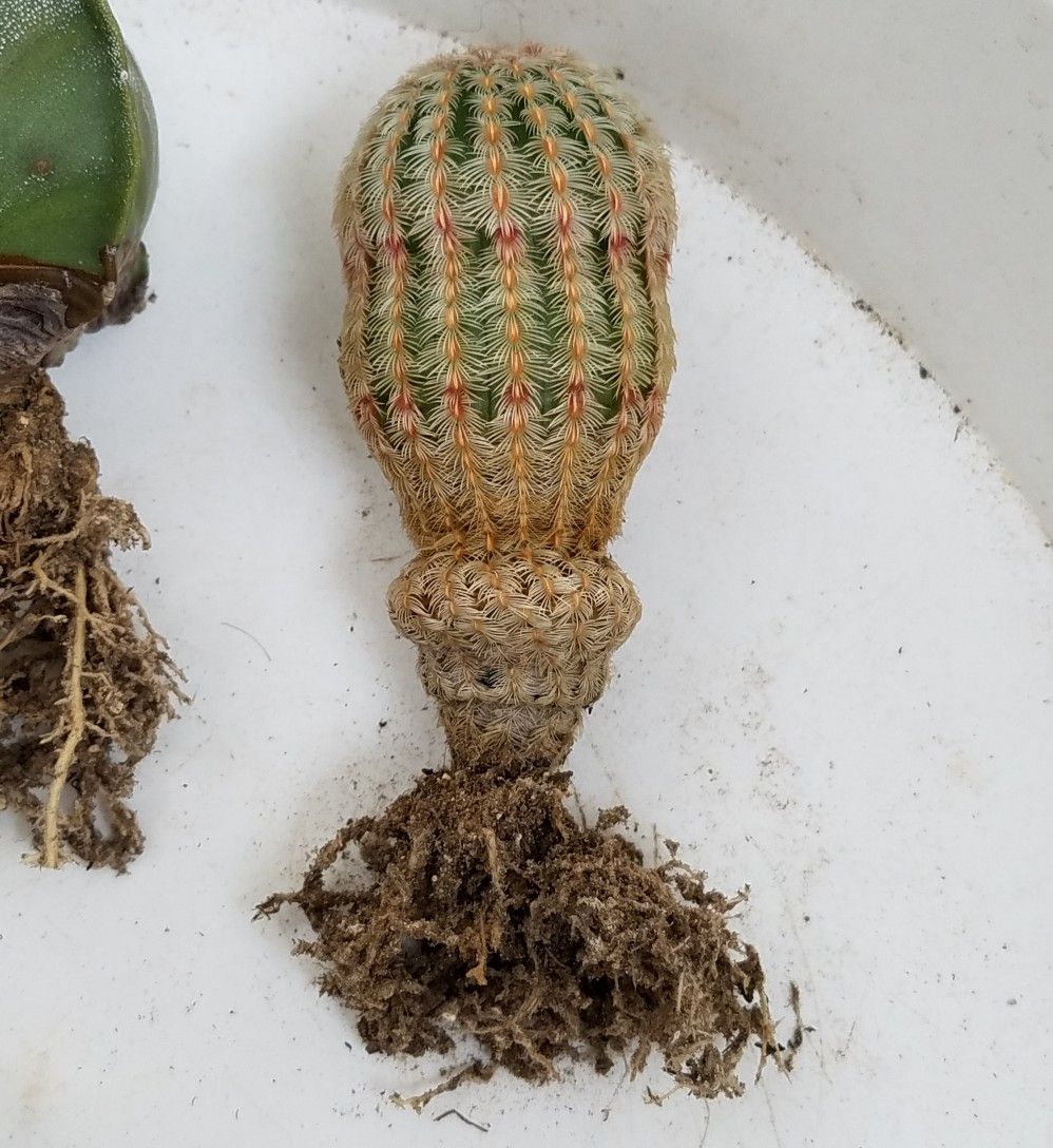 サボテンを植え替える デルオの多肉日記 楽天ブログ