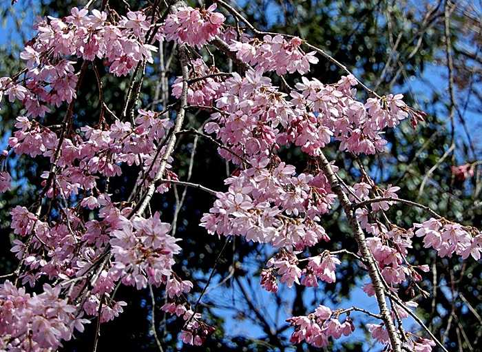 紅枝垂れ桜6