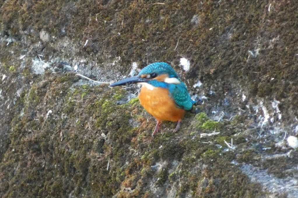 515