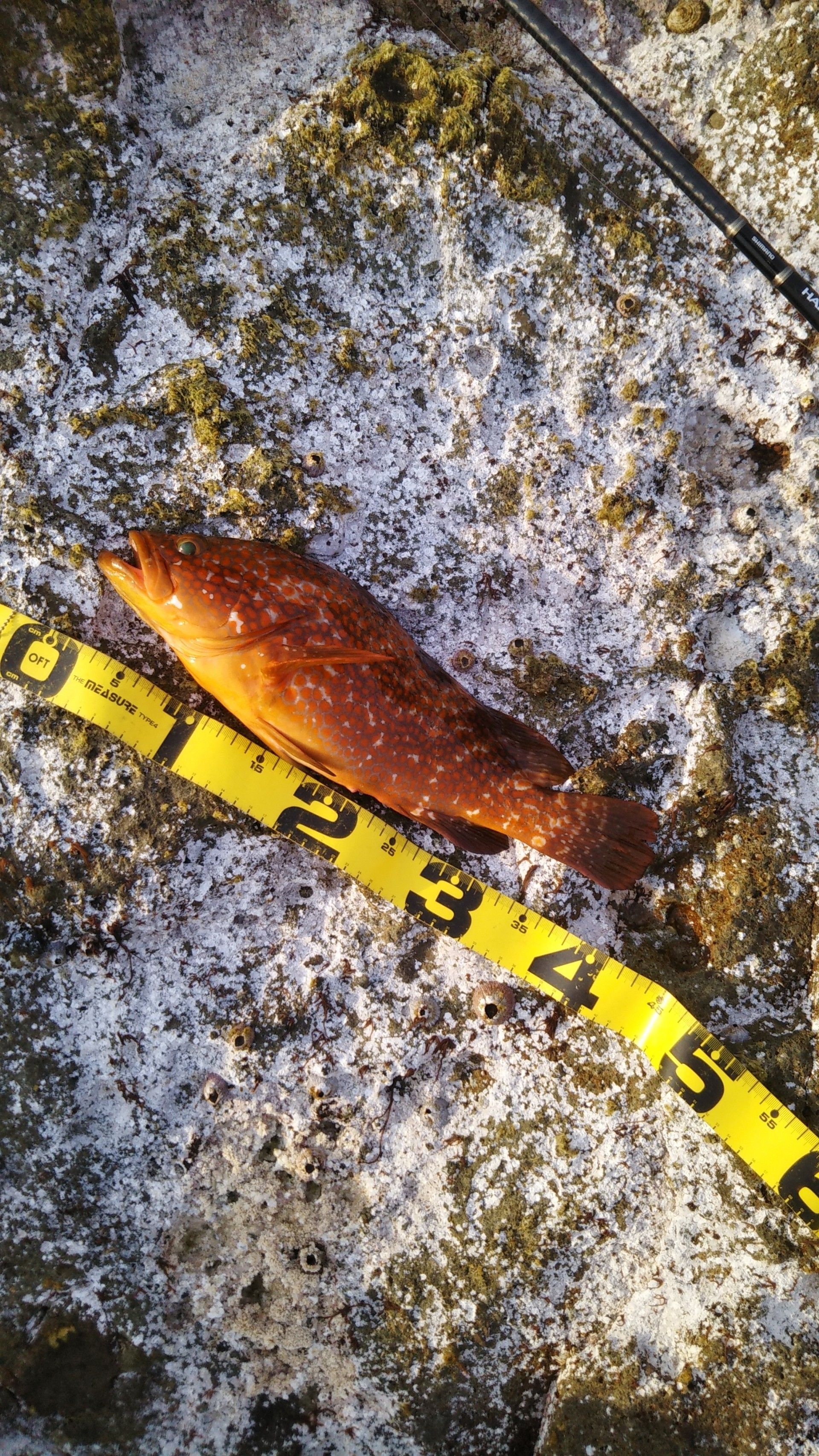 初夏の山陰アコウ サメジの釣り暮らし 楽天ブログ