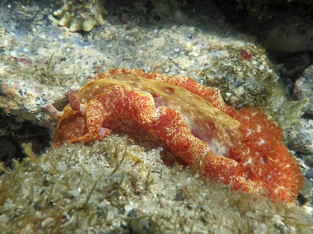 串本磯採集2023年8月上旬29　ミカドウミウシ（Hexabranchus lacer）