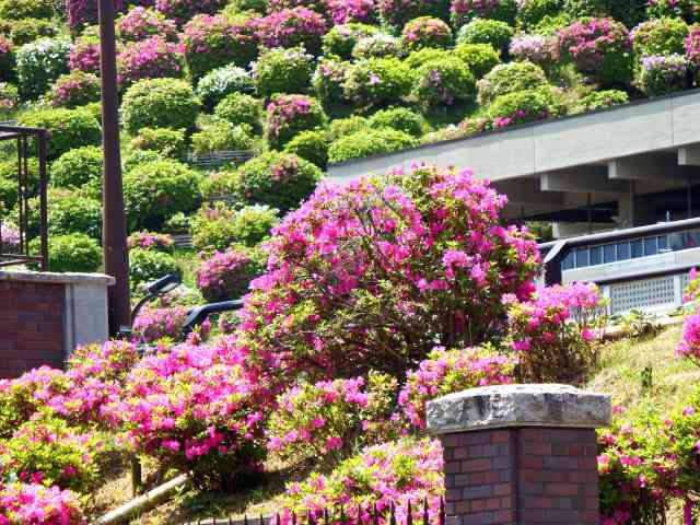 蹴上浄水場のツツジ お散歩うさぎさんのブログ 京都 いろ色 楽天ブログ
