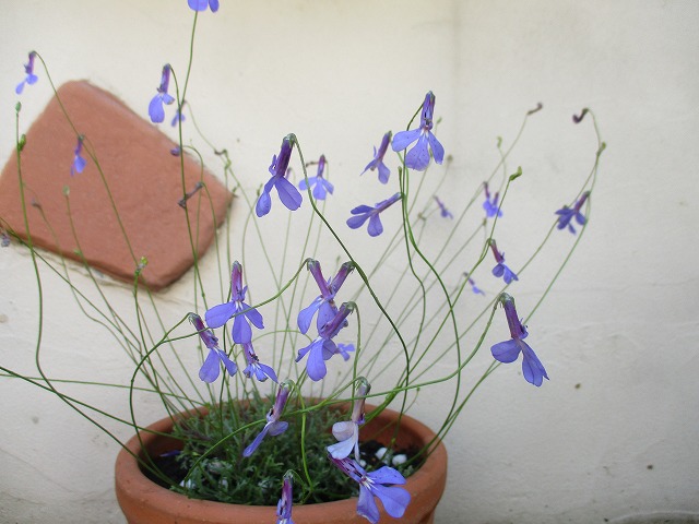 IMG_9949ss.jpg