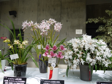 ラン花２３