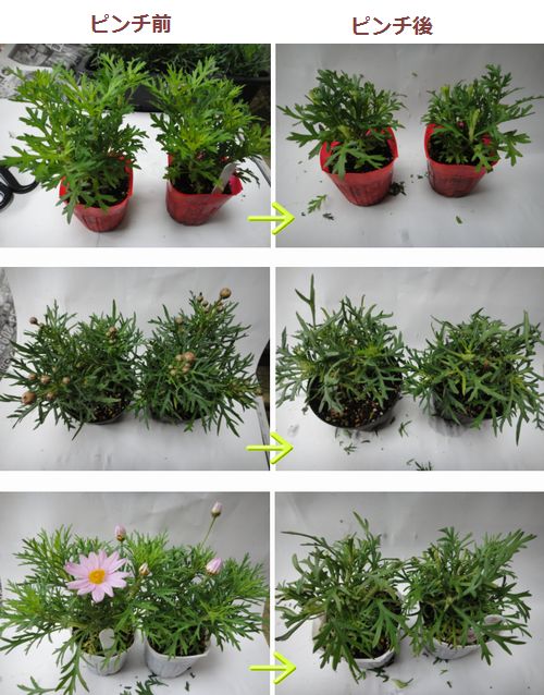 ピンチして株を太らせます。