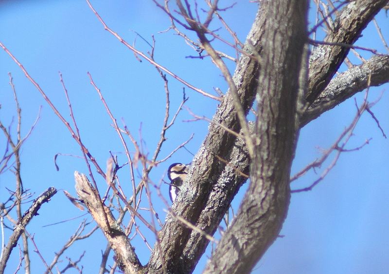 IMG_2793 (800x564).jpg