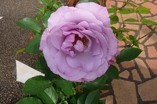 P1300409ss.jpg